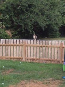 Hawk on fence