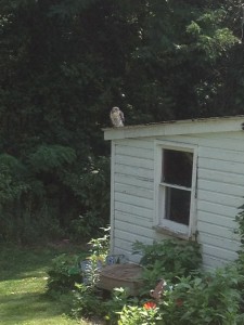 Hawk on shed